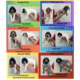 German Shorthaired Pointer puppies from Lazy K GSP's