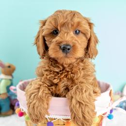 Rory - Red male Cavapoo puppy in Erda, Utah from Country Lane Doodles