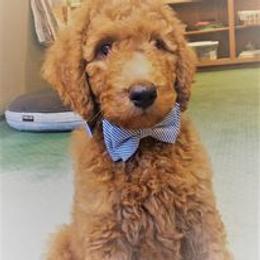 Goldendoodle Puppies from Kzoo Goldendoodles