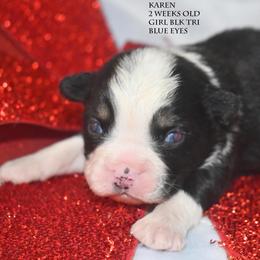 Karen - Black tri female Miniature Australian Shepherd puppy in Patterson, North Carolina from DreamLine Aussies