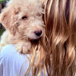 Eggs - Cream female Goldendoodle puppy in Atlantic Beach, Florida from Glamorous Golden Doodles