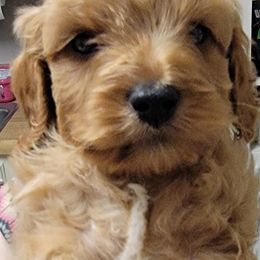 Cockapoo Puppies from Golden Paws