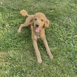 Margo - Aussiedoodle