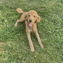 Margo - Aussiedoodle