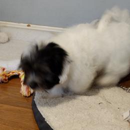 Coton de Tulear Puppies from Coton Country