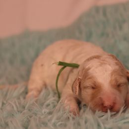 Praline - Yellow and white female Bernedoodle puppy in Windsor, Colorado from Front Range Family Doodles