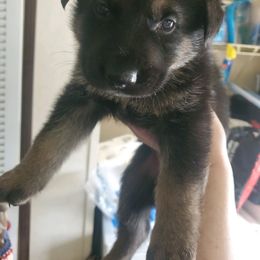 Boy 1 - German Shepherd puppy in Freedom, New York from Hillside Shepards