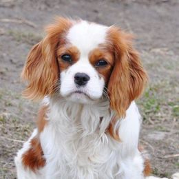 Cavalier King Charles Spaniels from Cavaliers At Elk Run