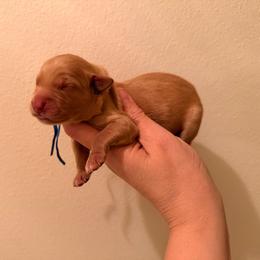 Dark Blue - Golden male Golden Retriever puppy in Covington, Louisiana from MyKy Puppies