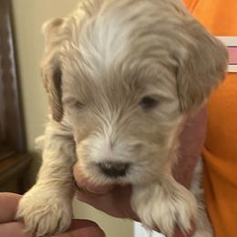 Jade - Cream female Goldendoodle puppy in Buford, Georgia from Guppy Puppies