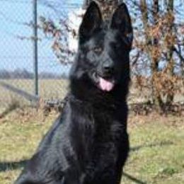 Erny - German Shepherd