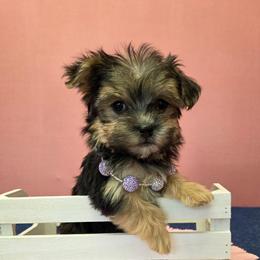 Misty - Black & tan tri-color female Morkie puppy in Monticello, Iowa from Ashley’s Puppies