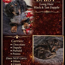 Daisy - Dachshund
