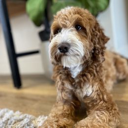 Meechee - Goldendoodle