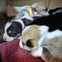 Pembroke Welsh Corgi Puppies from BLACK HILLS CORGIS
