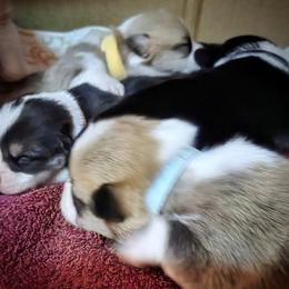 Pembroke Welsh Corgi Puppies from BLACK HILLS CORGIS