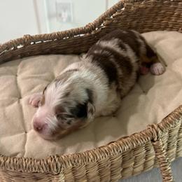 Red Merle Male - Red merle male Toy Australian Shepherd puppy in Harmony, Florida from Happily Ever Australian Shepherds