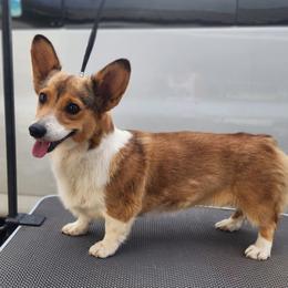 Yzma DM CLEAR - Sable female Pembroke Welsh Corgi puppy in Idaho from Arrowleaf Corgis