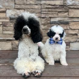 Blizzard - Parti male Poodle puppy in Quitman, Mississippi from P&D Palace