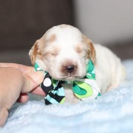 Amelia Bedelia - Caramel cream female Australian Labradoodle puppy in Calhoun, Louisiana from Arrowhead Australian Labradoodles
