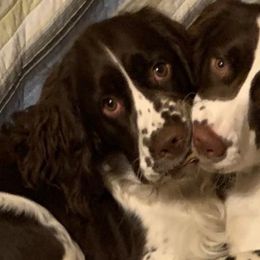 English Springer Spaniels from Sedge Island Springers