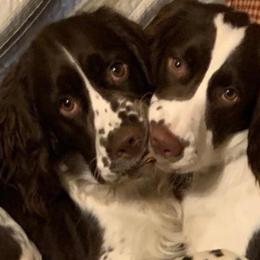 English Springer Spaniels from Sedge Island Springers