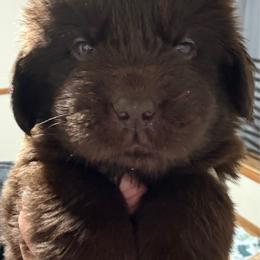 Graham - Brown male Newfoundland puppy in Saukville, Wisconsin from Crossroads Canines ~ Newfoundland Dogs
