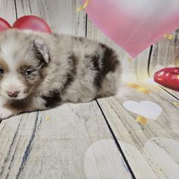 Girl3 - Red merle female Australian Shepherd puppy in Lakeland, Florida from Diamond P Australian Shepherds