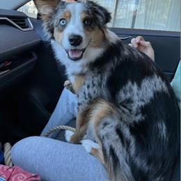 Miniature Australian Shepherd Puppies from Integrity Aussies Tx
