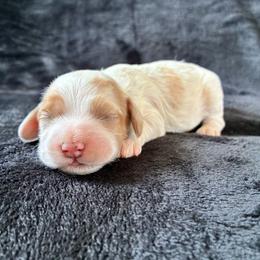 Rosalina - Red and white female Cockapoo puppy in Adrian, Oregon from ApplebyFarm