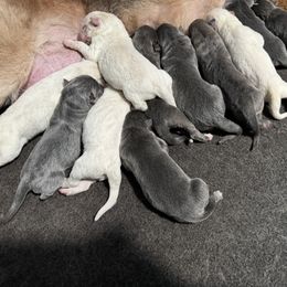 German Shepherd Puppies from Cable’s German Shepherds
