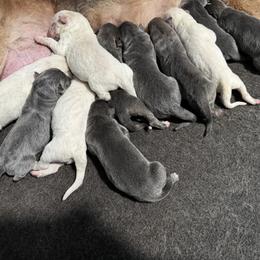 German Shepherd Puppies from Cable’s German Shepherds
