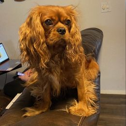 Cavapoos from Mariya's Cavapoos