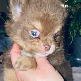 Brandy - Chocolate and tan female Pomeranian puppy in Gilmer, Texas from Fairchild Fancy Pomeranians and Coachella Pomeranians