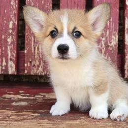 Willow - Red female Pembroke Welsh Corgi puppy in Anton, Texas from X Bar's Lil Legs of Texas