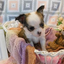 Chihuahua Puppies from Fine Whines & Lickers