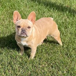 Meg - French Bulldog