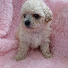Havanese, Havapoo, and Poodle Puppies from Faithful Hearts Kennel