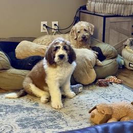 Saint Berdoodle Puppies from Country Manor Saint Berdoodles