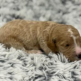 Lucy - Apricot female Goldendoodle puppy in Ambrose, Georgia from Brandilyn's Aussies