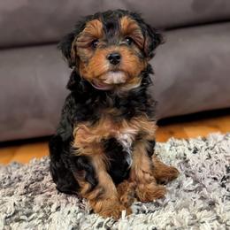 Champagne - Black and tan male Yorkipoo puppy in Coshocton, Ohio from Forever Family Puppies