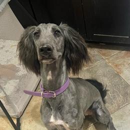 Tippy- Collie-Doodle - female Assorted Doodle Crosses puppy in Henderson, Nevada from River Spirit Collies