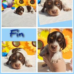 3250..Fin - Chocolate and tan male Dachshund puppy in Winter Haven, Florida from Gateway 2 Little Paws