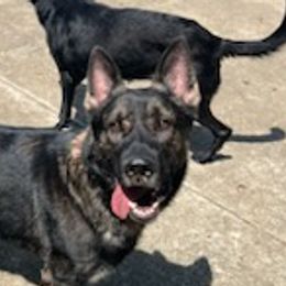 German Shepherds from Williams Shepherds