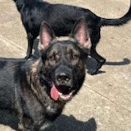 German Shepherds from Williams Shepherds