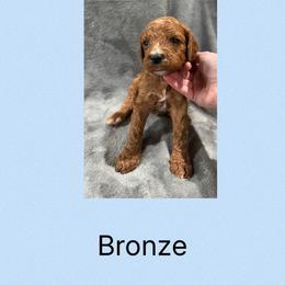 Bronze - Red male Irish Doodle puppy in Harrisburg, Arkansas from Ransone’s Ridge Runners Poodles and Doodles