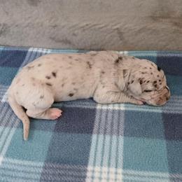 Royalty - Merle female Great Dane puppy in Marshall, Michigan from Dream K9