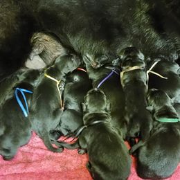 German Shepherd Puppies from Inferno Shepherds