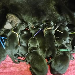 German Shepherd Puppies from Inferno Shepherds