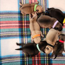Pug Puppies from A Grumble of Love Kennels